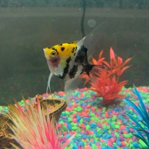 Meet your Posher, Eugenio